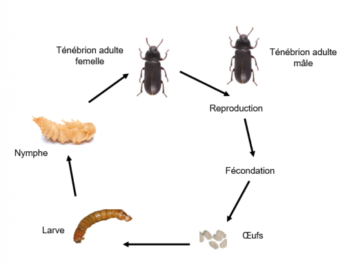 Cycle de vie du ténébrion